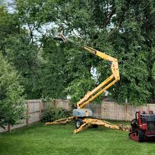 Best Emergency Tree Removal  in Baudette, MN